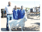 Mbaroro Katjiuanyo won over three categories with his sheep breeds. His van Rooy ram was crowned the Inter-Regional Inter-Breed Champion 2011. 