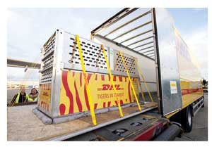 DHL recently helped transport two tigers from Australia and the U.S.A to take part in an international breeding programme in London.