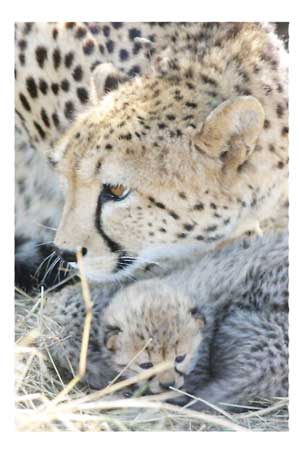 One cheetah introduced to India succumbs to kidney failure – Ministry