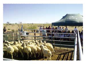At two recent karakul auctions in the south, Agra auctioned more than a thousand quality animals on behalf of karakul breeders. Karakul is the sheep from which the famous Swakara pelts derive.