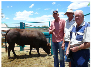 High quality genetic material exchanged hands at the Western Bonsmara auction recently. The seller of the most expensive Bonsmara bull, Thomas Horn, is discussing the animal’s traits with buyer, Jörg von Dewitz, joined by the auctioneer Eddie Reed.