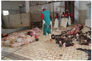 Operations at the Meat Royal Abattoir in Tsumeb has been shut down on concerns of hygiene. The abattoir is temporarily closed until it meets the health ministry’s prescribed standards. (Photograph by Josephina Shikongo)