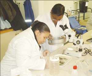 Debmarine Namibia Environmental Manager Snerry Mungungu, with Senior Environmental Scientist Aletia Bock conducting a sample-sorting process before laboratory analysis of  microbial content and spread