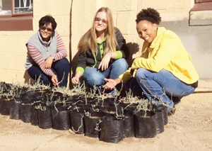 The goal of the Coastal Restoration Research Programme is to understand the ecology behind the natural recovery of disturbed desert areas to design smarter restoration techniques. These techniques may range from the planting of keystone species to the manipulation of germination conditions. Here Ursula Witbooi (L) and Julien Cloete (R) of Namdeb’s Environmental Section, and Jessica Sack (centre) of Gobabeb’s NERMU look at some Salsola saplings that are prepared for relocation in the desert. For the following year, Jessica will be doing plant surveys (picture above) in a number of previously disturbed and rehabilitated areas along the coast from Chameis to Elizabeth Bay.