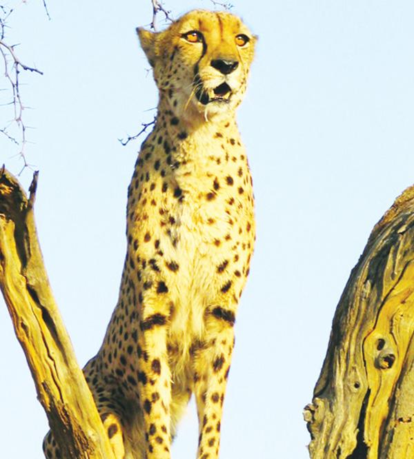 Cheetah genetic pool continues to decline: Cheetah Conservation Fund partners with Smithsonian researchers in new study on the decline of genetic diversity in wild cheetahs