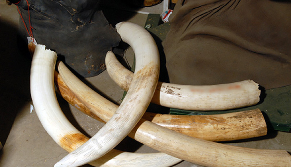 Anti-poaching operation nabs suspects – 16 tusks, 2 pangolins confiscated