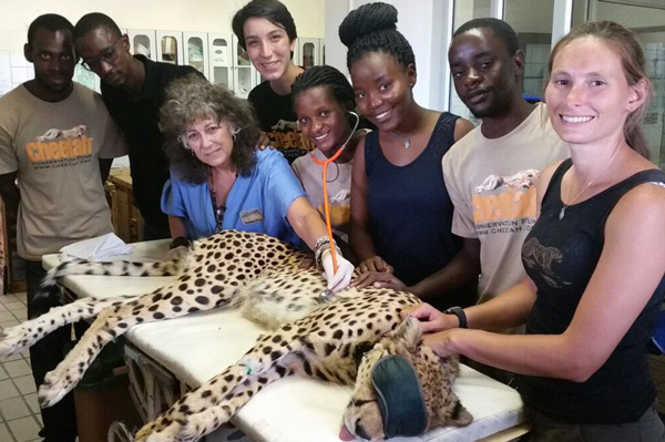 Cheetah protectors want status upgraded from vulnerable to endangered