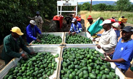 New avocado cultivar ripe for market