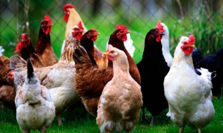 Poultry imports from Germany and Netherlands suspended due to bird flu
