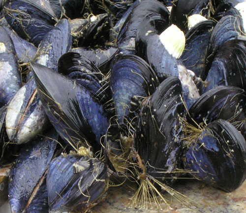 Mussels now safe to consume – ministry