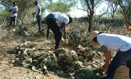Audit firm takes on alien invasive cactus