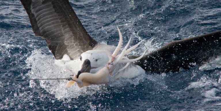 Bird-scaring lines help prevent avian bycatch
