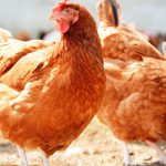 Poultry imports from Argentina and Chile suspended