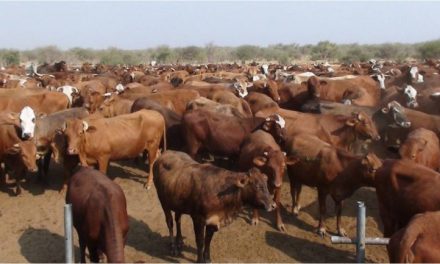 Livestock sector in Northern communal areas to get boost from EU