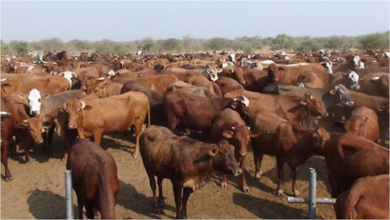 NCA beef Namibia’s first redmeat exports to Ghana