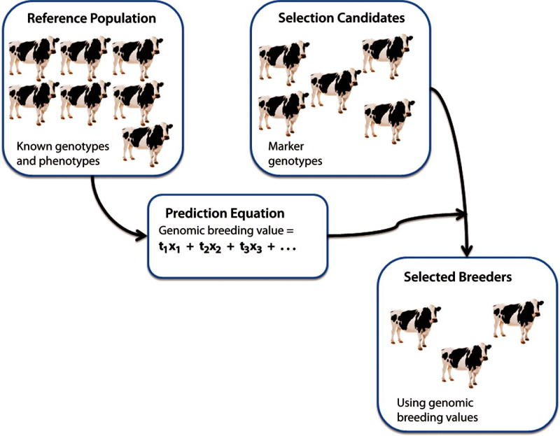 Selection is critical to optimal livestock performance