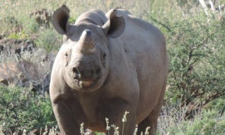 Rhino Trust challenges Namibian companies to adopt wild rhinos