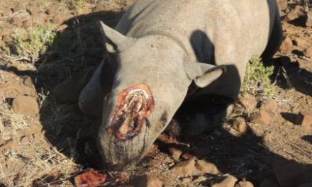 Rhino population still under threat- 8 rhino poaching cases recorded since January