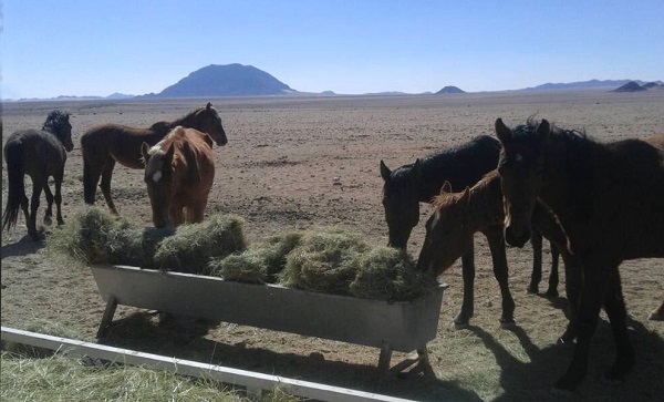 Namib mustangs running out of fuel