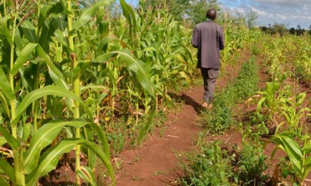 International Fund for Agriculture and the Lab launch new partnership to drive finance to African smallholder farmers combating climate change