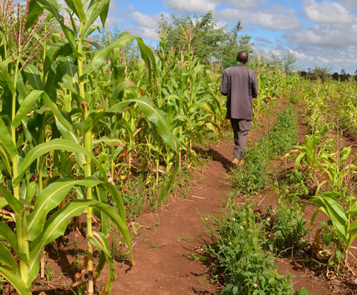 To succeed, Africa’s agricultural revolution needs to be very different