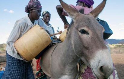 A woman without a donkey is a donkey herself – African proverb