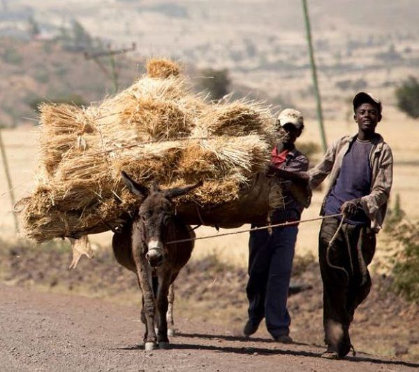When rural communities lose their donkeys, hardship follows
