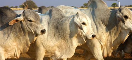 Brahman national auction and symposium slated for next week