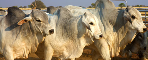 Brahman national auction and symposium slated for next week