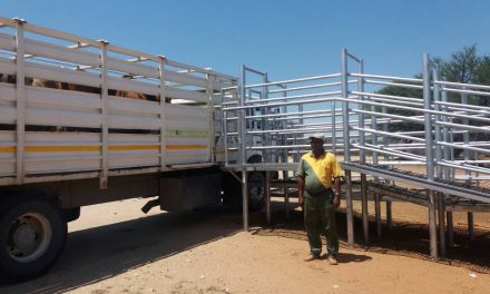 Slaughter Cattle Delivery Agreements to commence in November