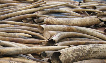 UK Government to tighten screws on ivory trade