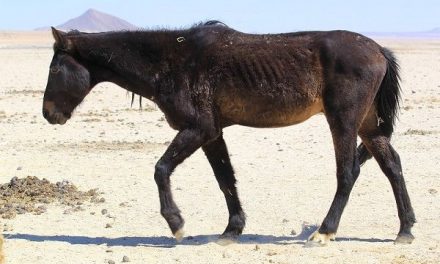 Namib wild horses on their last legs – only surviving through human intervention