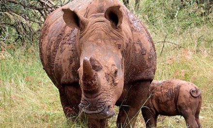 Rhino population increases at Ghaub