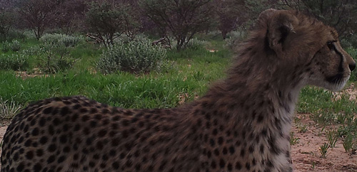 Go Green fund instrumental in Cheetah conservation