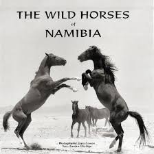 Fate of Namib’s wild horses still in limbo