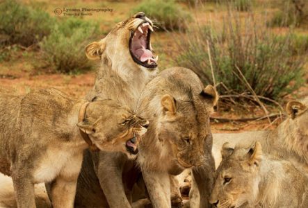 Problematic lions to be relocated to avoid further human-wildlife conflict
