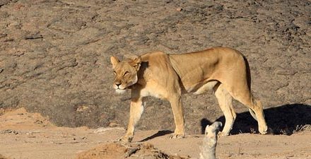 Lions pounce again – kill 172 sheep at Brandberg area