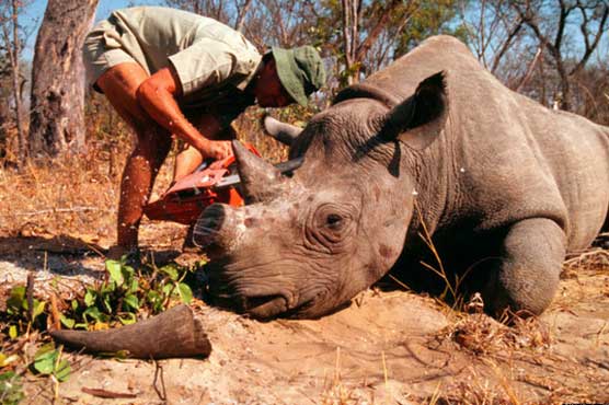 Local experts to participate in workshop on wildlife trafficking