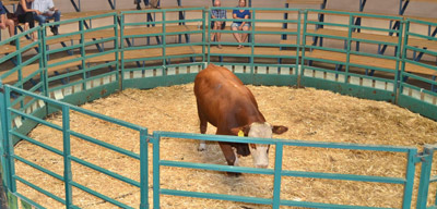 Cattle production decreases between January and September
