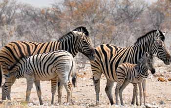 Zebra Hybridization project gets boost from Nedbank Fund