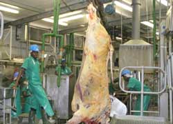 Operationalisation of Beef Value Chain Development project and Outapi Abattoir to benefit the North