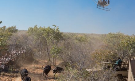 Government bags NS50 million from sale of Foot-and-mouth free Waterberg buffalo
