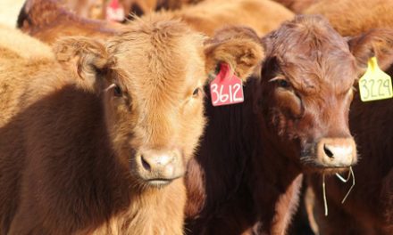 Meat Board reports beef market decline for November