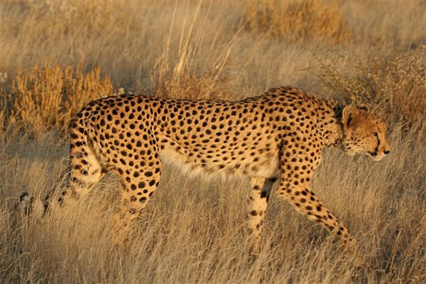 Eight local cheetahs to be translocated to India following landmark agreement