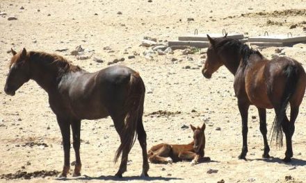 First foal to survive in six years arrives for the wild horses of Garub