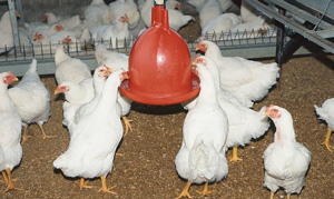 Broiler industry contributes 0.71% to GDP in 2017