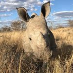 Rhino poachers shift focus from national parks to custodianship and private farms