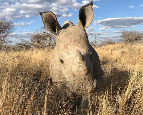 Rhino poachers shift focus from national parks to custodianship and private farms