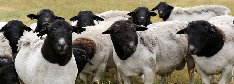Meat Board adjusts sheep marketing scheme