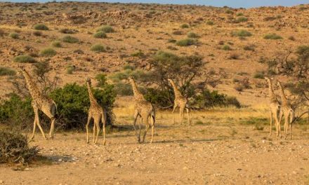 Tracking technology deployed across Africa to monitor giraffe populations and movement